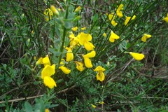Cytisus scoparius